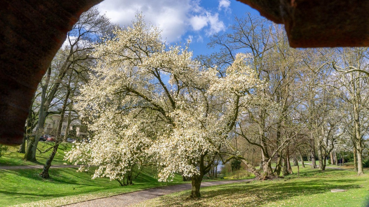Blühender Baum von Mona Kaypoint