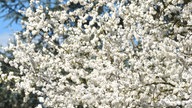 Blühender Baum von Heinz Wagener