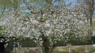 Blühender Baum von Claudia Höfer