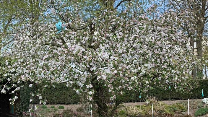 Blühender Baum von Claudia Höfer