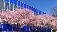 Blühender Baum von Korinna Neef