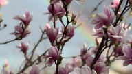 Blühender Baum von Angela Nanzig