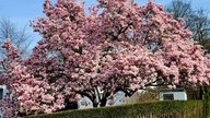 Blühender Baum von Jasmin Hannig