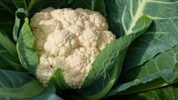 Blumenkohl im Gemüsebeet.