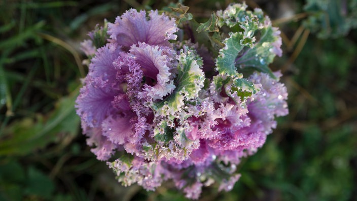 Brassica oleracea