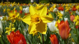 Ein Blumenbeet mit roten Tulpen und Narzissen.