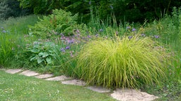 Carex
