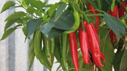 Chillipflanze