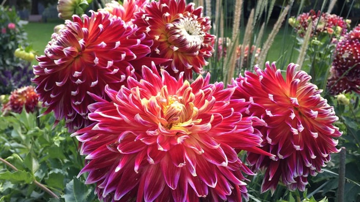 Besondere Dahlie mit roten Blüten und weißer Spitze.