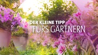 der kleine Tipp fürs Gärtnern