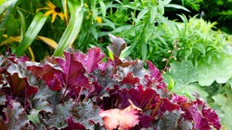 Gewelltes, burgunderfarbenes Laub des Purpurglöckchens 'Purple Petticoats'