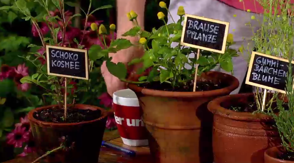 Duftende und essbare Gartenpflanzen