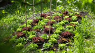 Eichblattsalat im Beet