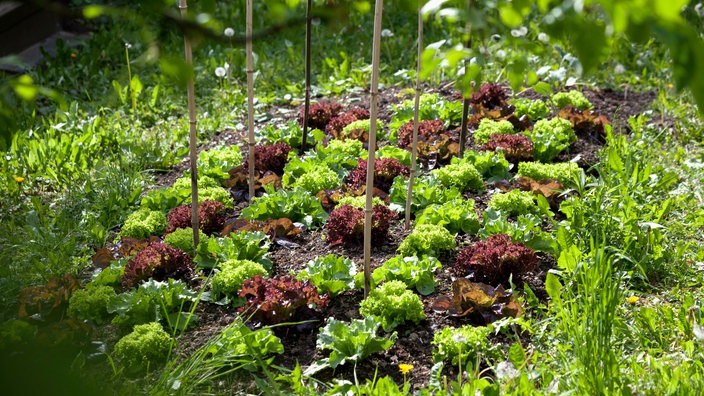 Eichblattsalat im Beet