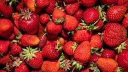 Erdbeeren 