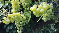 Ernte