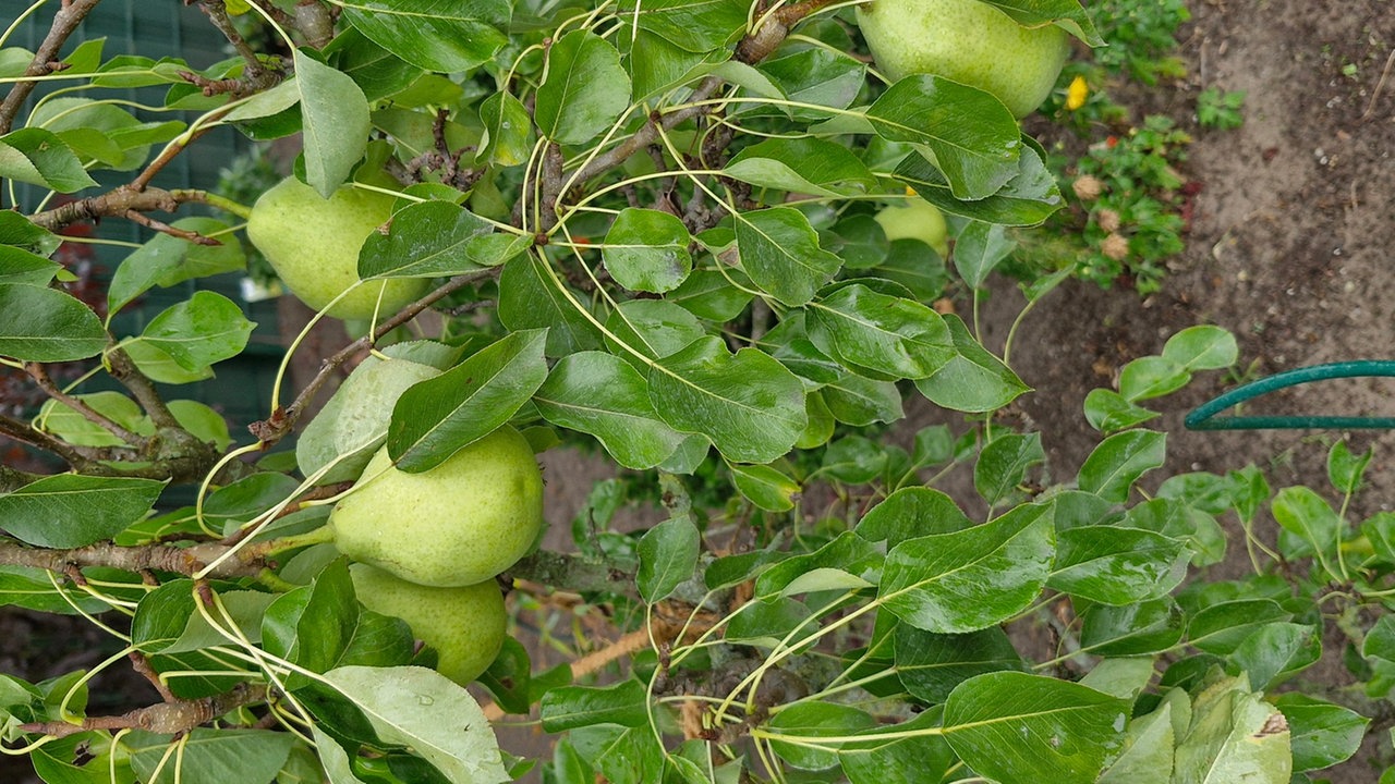 Ernte