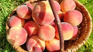 Ernte