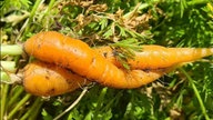 Ihre schönsten Erntefotos