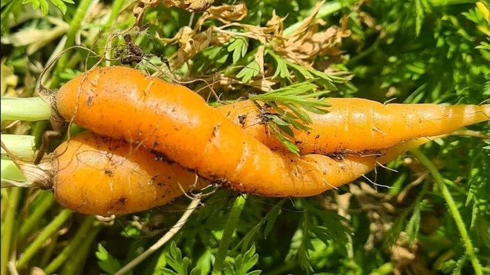 Ihre schönsten Erntefotos