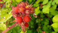 Ihre schönsten Erntefotos
