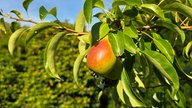 Ihre schönsten Erntefotos