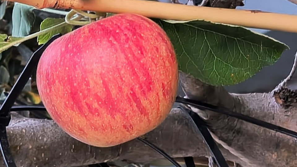 Ihre schönsten Erntefotos