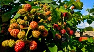 Ihre schönsten Erntefotos