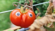 Ihre schönsten Erntefotos