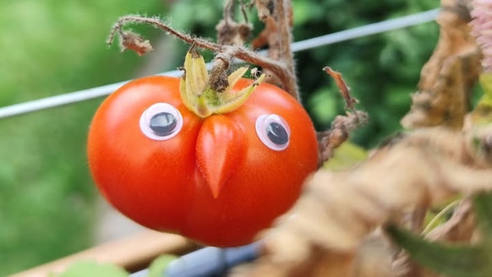Ihre schönsten Erntefotos