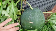 Ihre schönsten Erntefotos