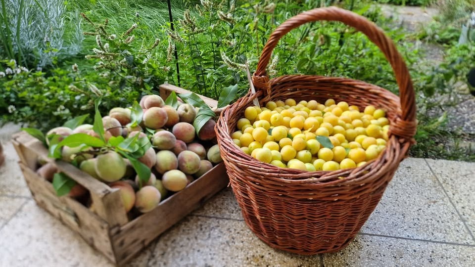 Ihre schönsten Erntefotos