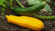 Ihre schönsten Erntefotos