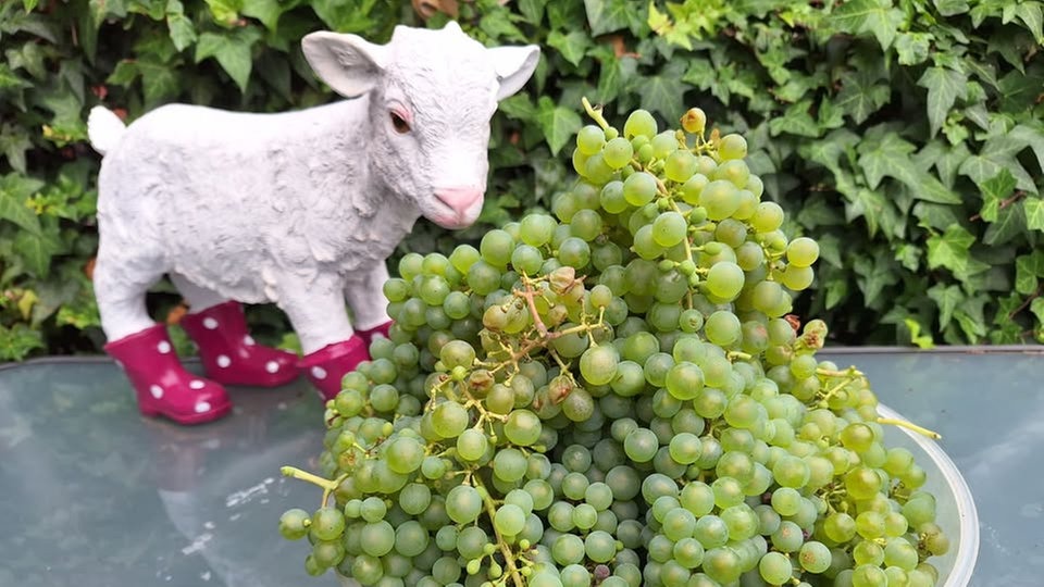 Ihre schönsten Erntefotos