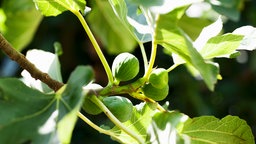 Feigenbaum