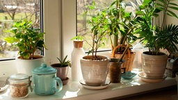 Eine mit Pflanzen und anderem vollgestellte Fensterbank