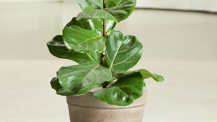 Ficus
