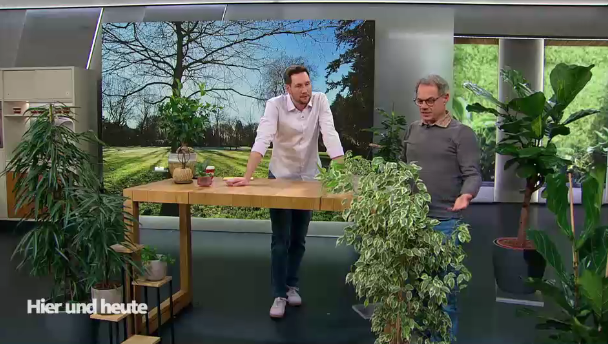 Ficus – eine Pflanzengattung mit vielen Gesichtern