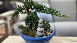 Ficus Ginseng