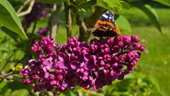 Flieder Bildergalerie