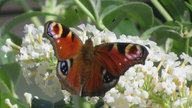 Flieder Bildergalerie