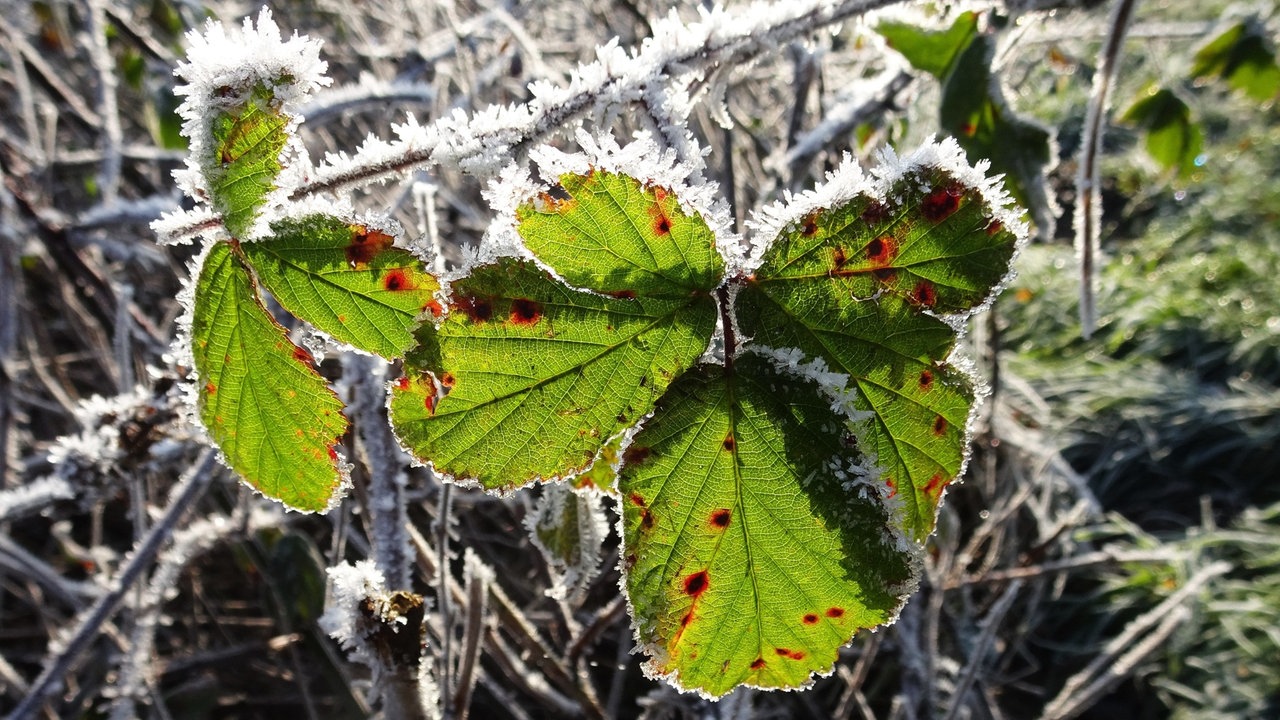 Ihre schönsten Frost-Fotos