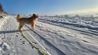 Foto Winterspaziergang von Brigitte Zielke