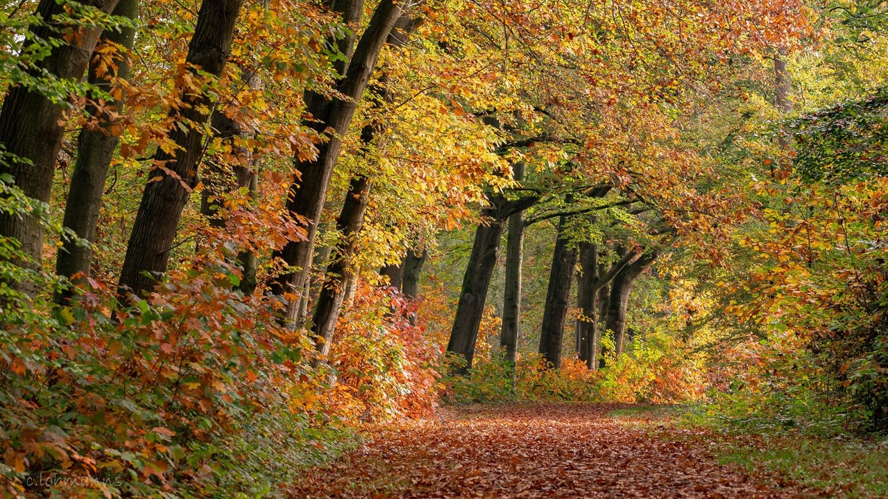 Goldener Oktober