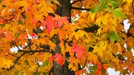 Goldener Oktober