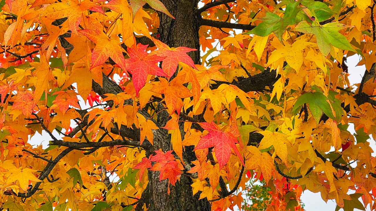 Goldener Oktober