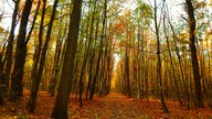 Goldener Oktober