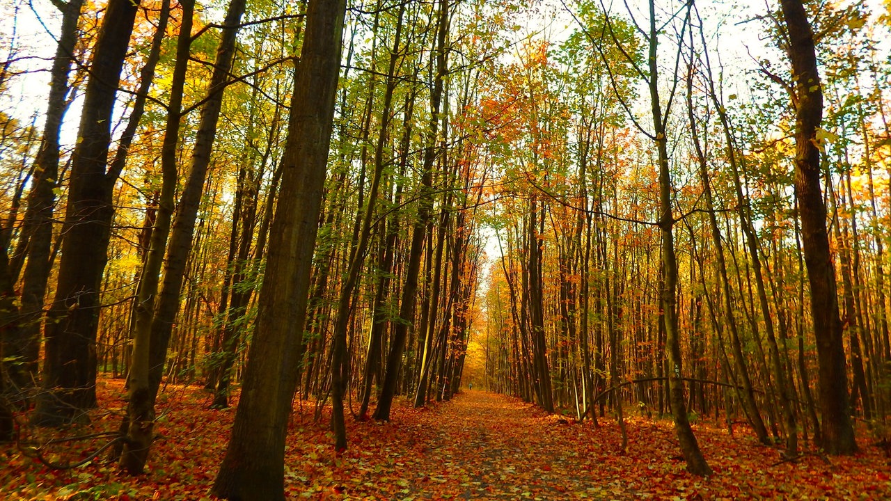 Goldener Oktober