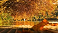 Goldener Oktober