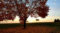 Goldener Oktober